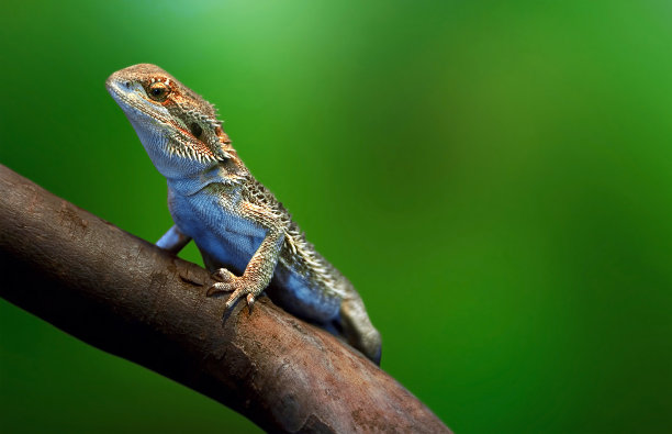 野生蜥蜴坐在树枝上图片下载