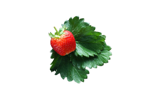 白色背景上的草莓图片下载
