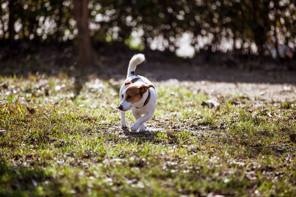 杰克罗素-小狗图片下载