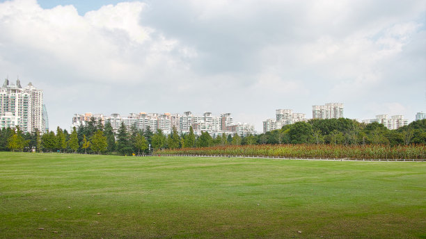草地在森林图片下载