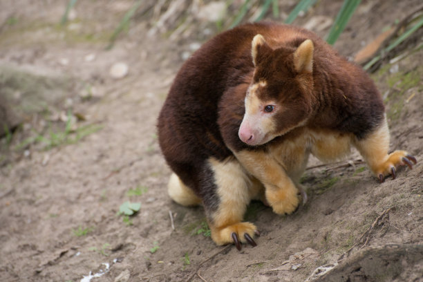 树袋鼠是澳大利亚本土特有的濒危动物素材图片