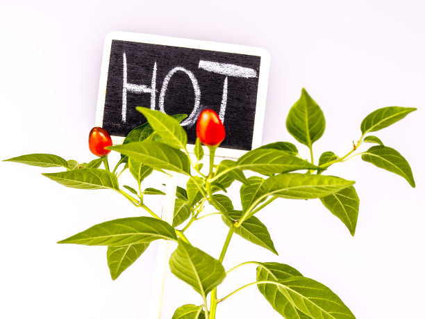 年轻的辣椒或辣椒与标志和文字热图片下载