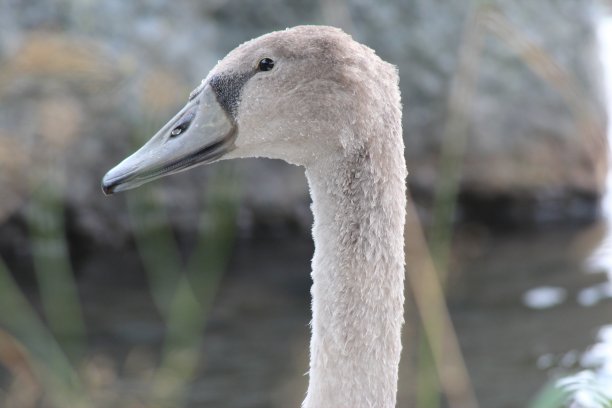 年轻的天鹅图片下载