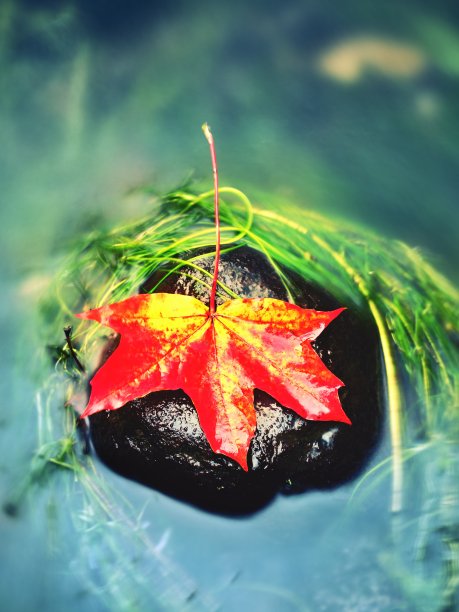 在长绿藻石上捕捉枫叶。色彩斑斓的象征图片下载