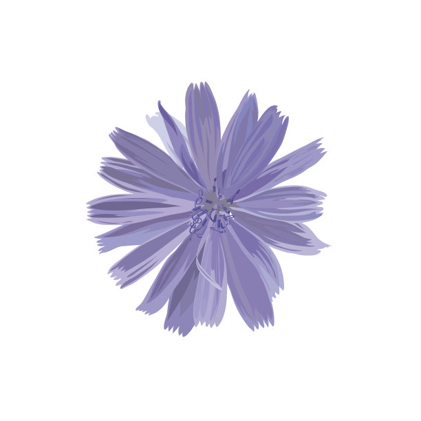 矢车菊向量图片下载