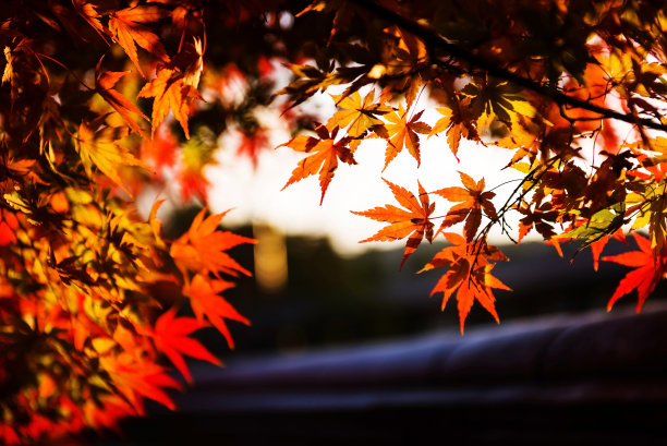 红红的枫叶抚摸着阳光图片下载