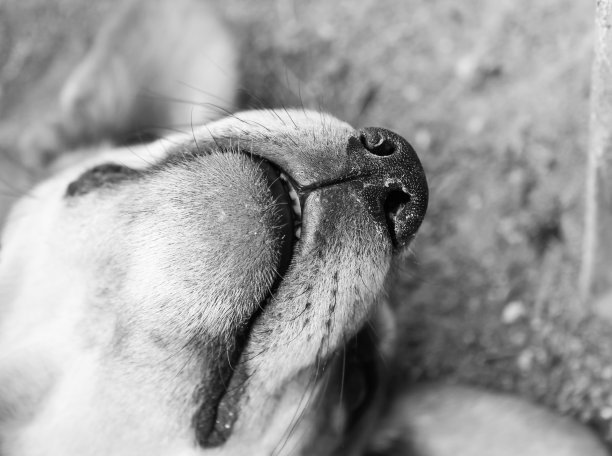 狗的嘴套图片下载