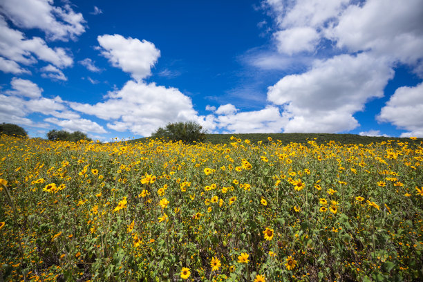 野向日葵田图片下载