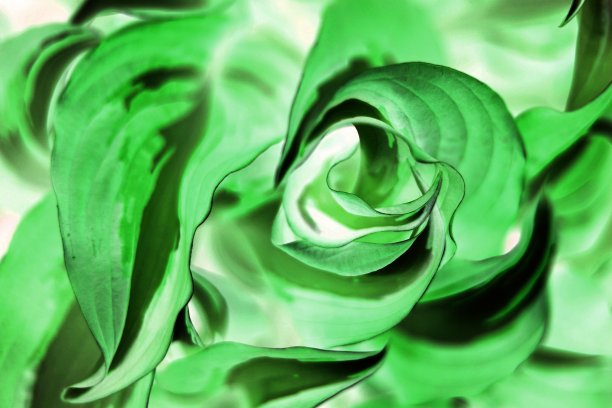 玉簪，植物照片图片下载