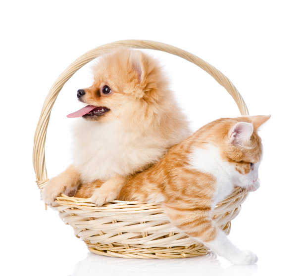 斯皮兹的狗和猫在篮子里图片下载