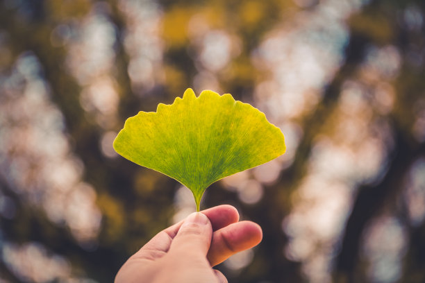 手捧银杏叶图片下载