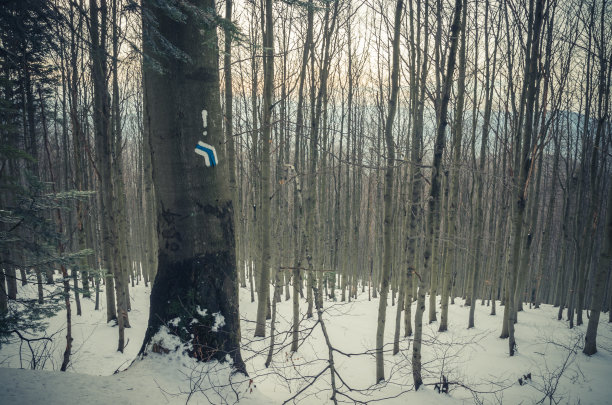 波兰喀尔巴阡，树上的蓝色小径标志图片下载