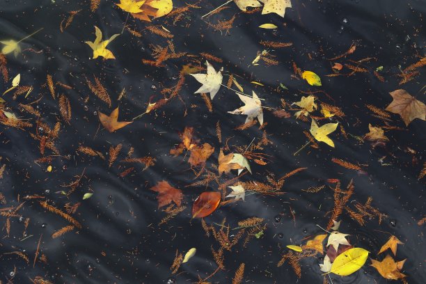 秋天的落叶图片下载