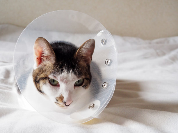 生病的猫，放松和平静图片下载