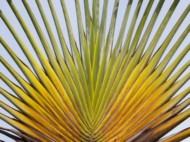 旅行者棕榈素材图片