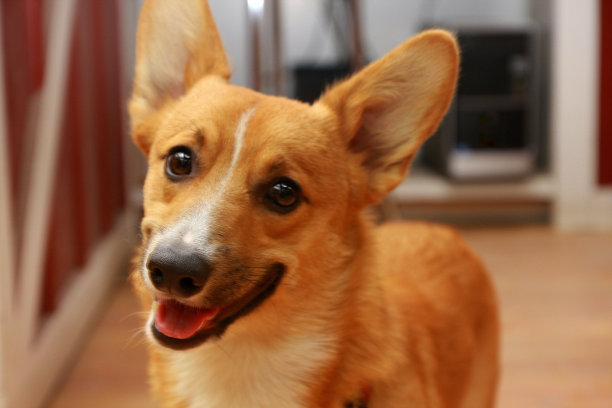 爱荷华农场商店的快乐柯基狗图片下载