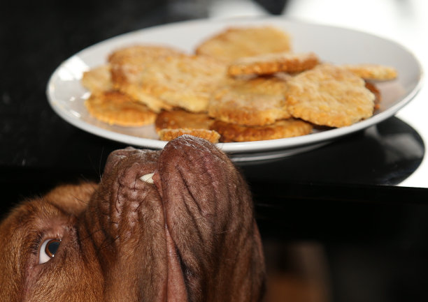 饥饿的狗图片下载