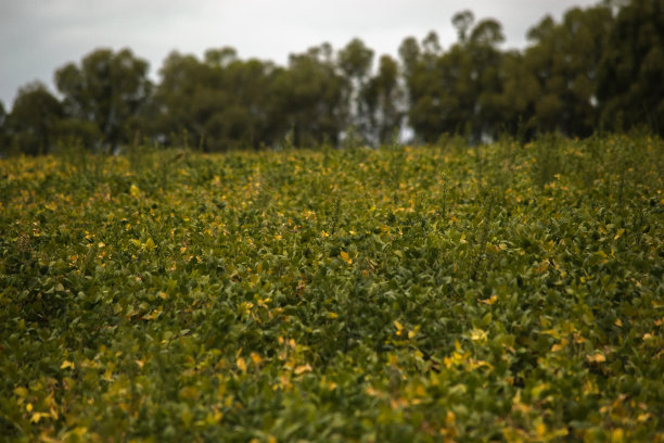 大豆田，特写照片，灰色的天空图片下载