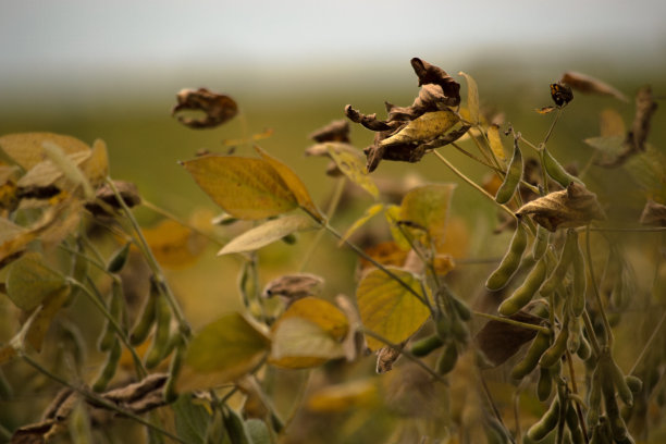 大豆植株特写照片图片下载