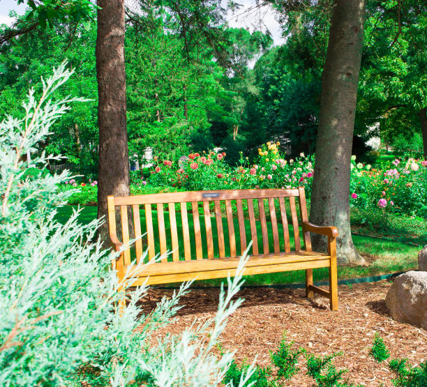 夏末美丽的大丽花在花园里图片下载