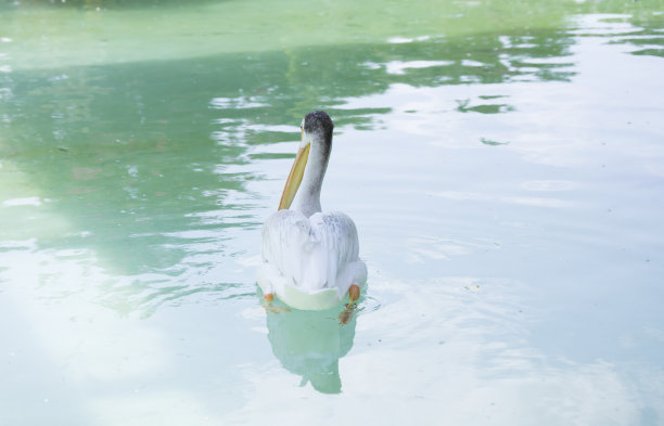 美国白鹈鹕图片下载