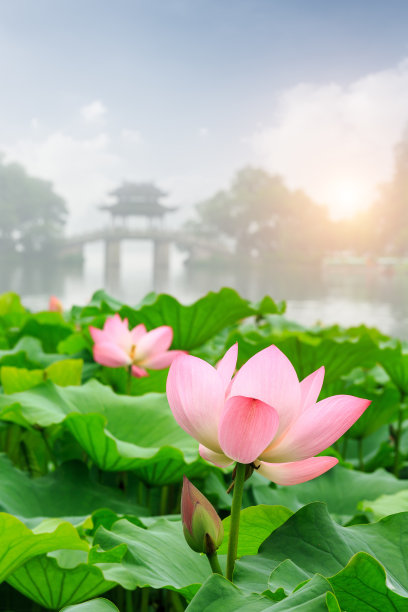 杭州西湖的荷花在夏天盛开图片下载