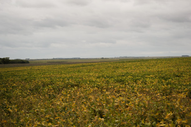 大豆田，特写照片，灰色的天空图片下载