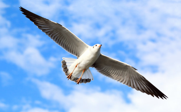 海鸥图片下载