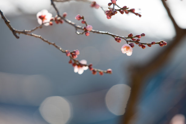 梅花素材图片