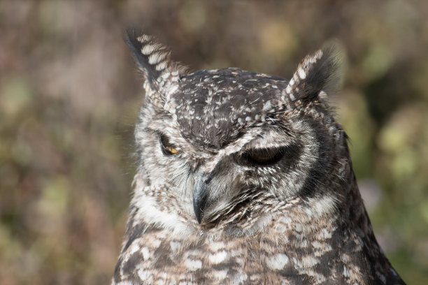 大提顿国家公园的大角猫头鹰图片下载