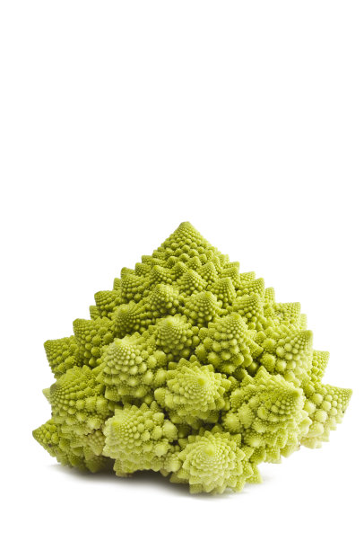 白色背景上的绿色罗马花椰菜图片下载