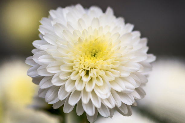 白菊花花瓣图片下载