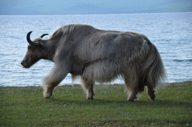 牦牛在蒙古图片下载