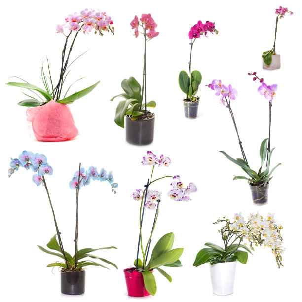 盛开的兰花蝴蝶兰属图片下载