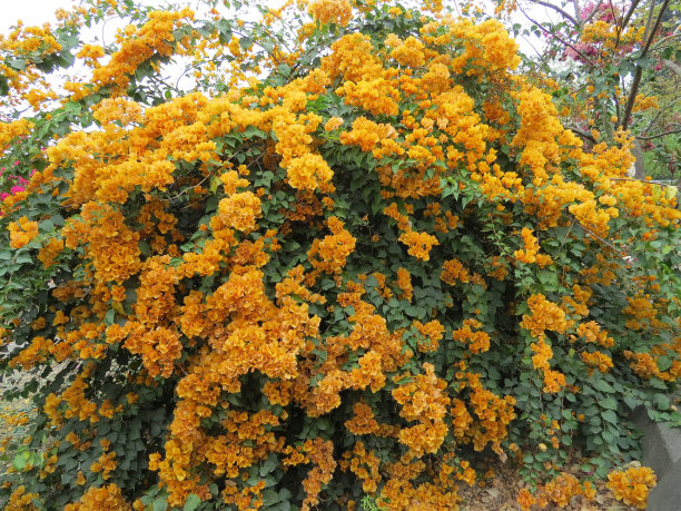 金三角梅花开花图片下载