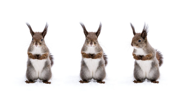 可爱的毛绒绒的小松鼠站在冬天的森林雪地上图片下载