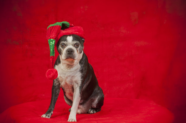 圣诞装扮的波士顿梗犬图片下载