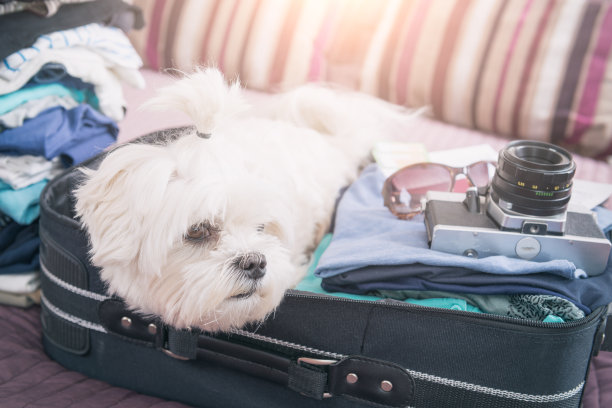 狗坐在手提箱里图片下载