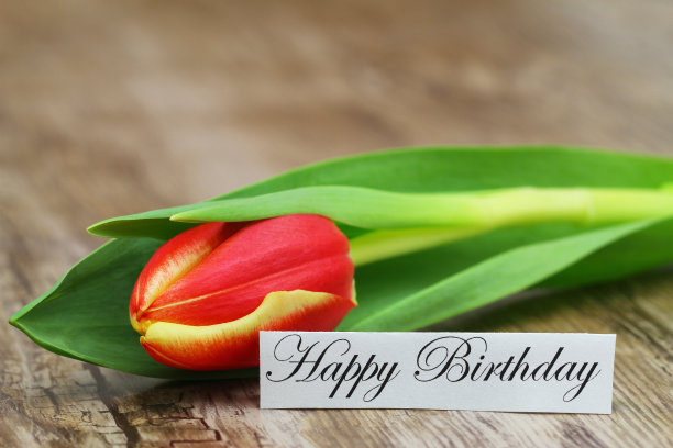 木头上插着红色和黄色郁金香的生日贺卡图片下载