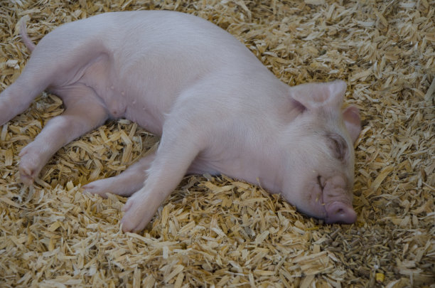 小猪宝宝睡素材图片