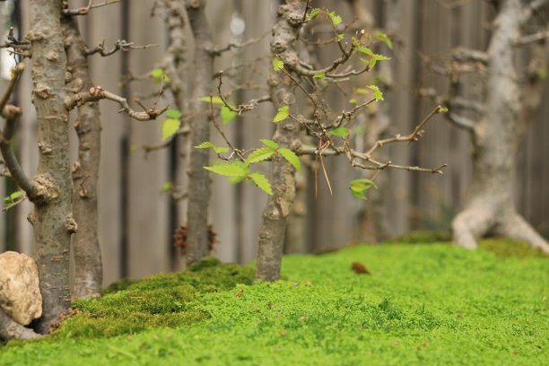 微型森林图片下载