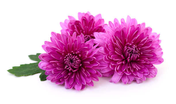 在白色的菊花。图片下载