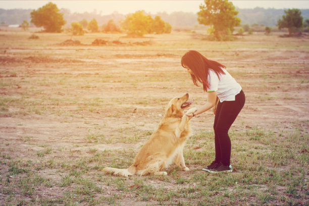 人与狗之间的友谊——握手和握手图片下载