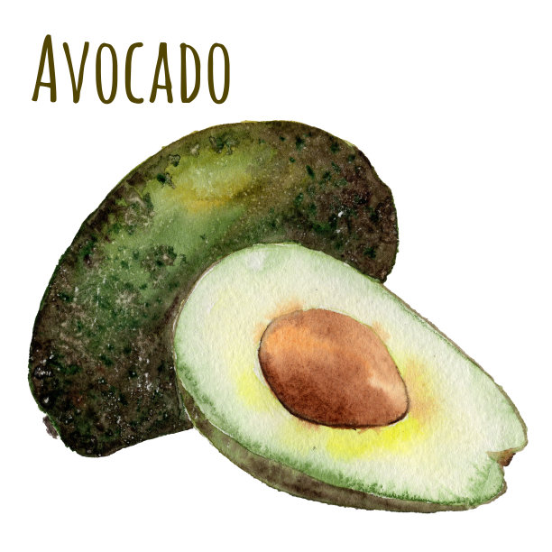 水彩手绘鳄梨图片下载