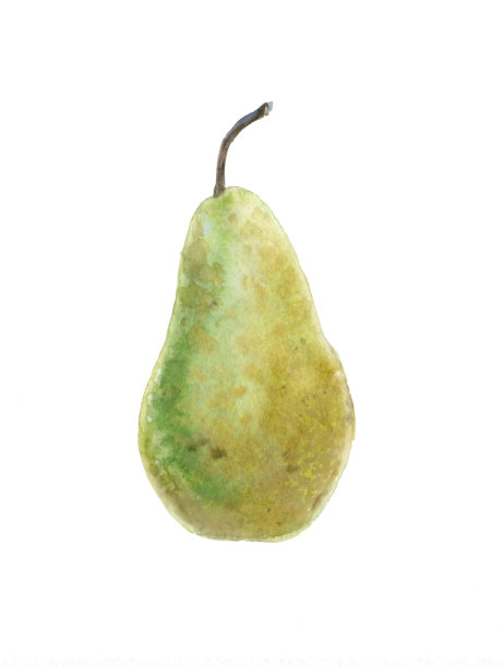水彩成熟的梨。图片下载
