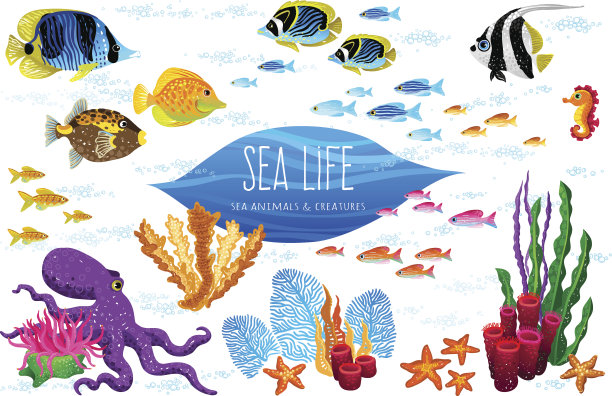 载体集海洋动物和海藻。图片下载