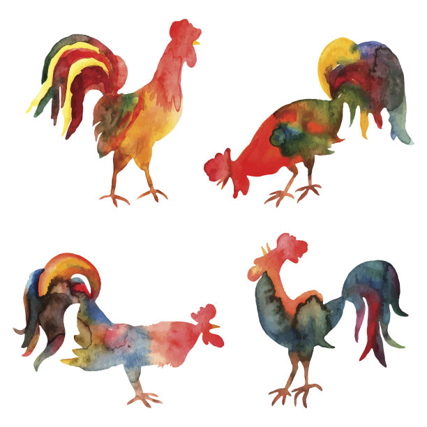 矢量集水彩消防公鸡在白色的背景。素材图片