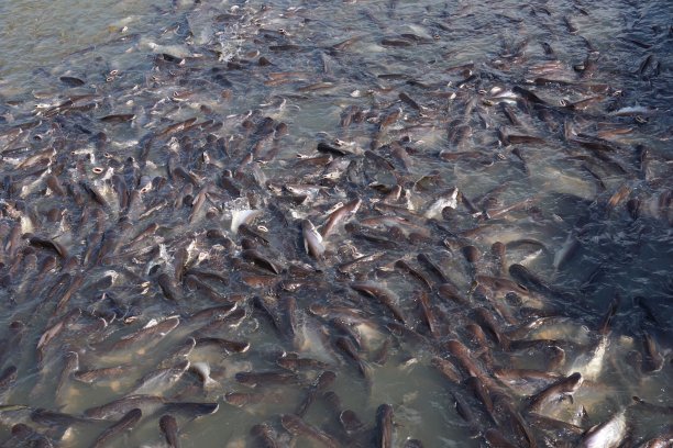 巴沙鱼和湄南河图片下载