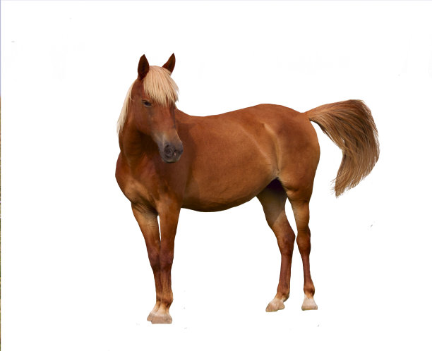棕色的马。孤立。在白色的。没有人。图片下载