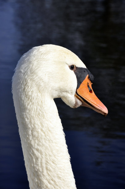 白天鹅图片下载